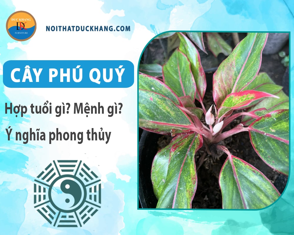 Cây phú quý hợp mệnh gì? Tuổi gì? Ý nghĩa phong thủy