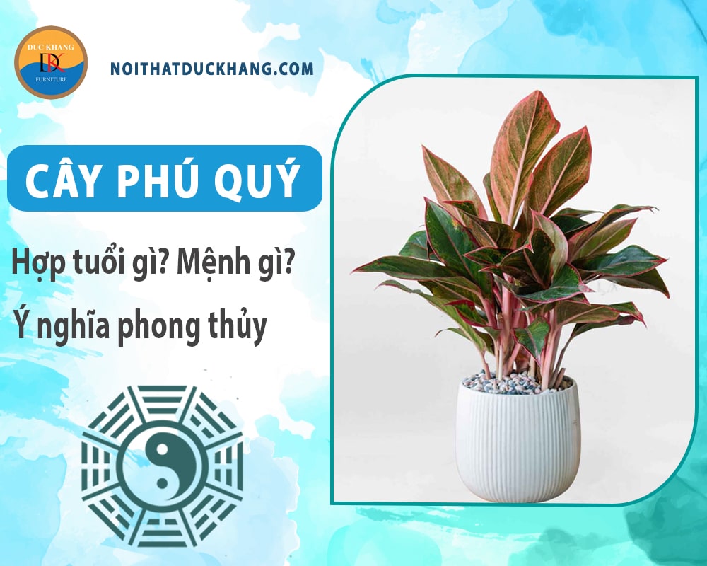 Cây phú quý hợp mệnh gì? Tuổi gì? Ý nghĩa phong thủy