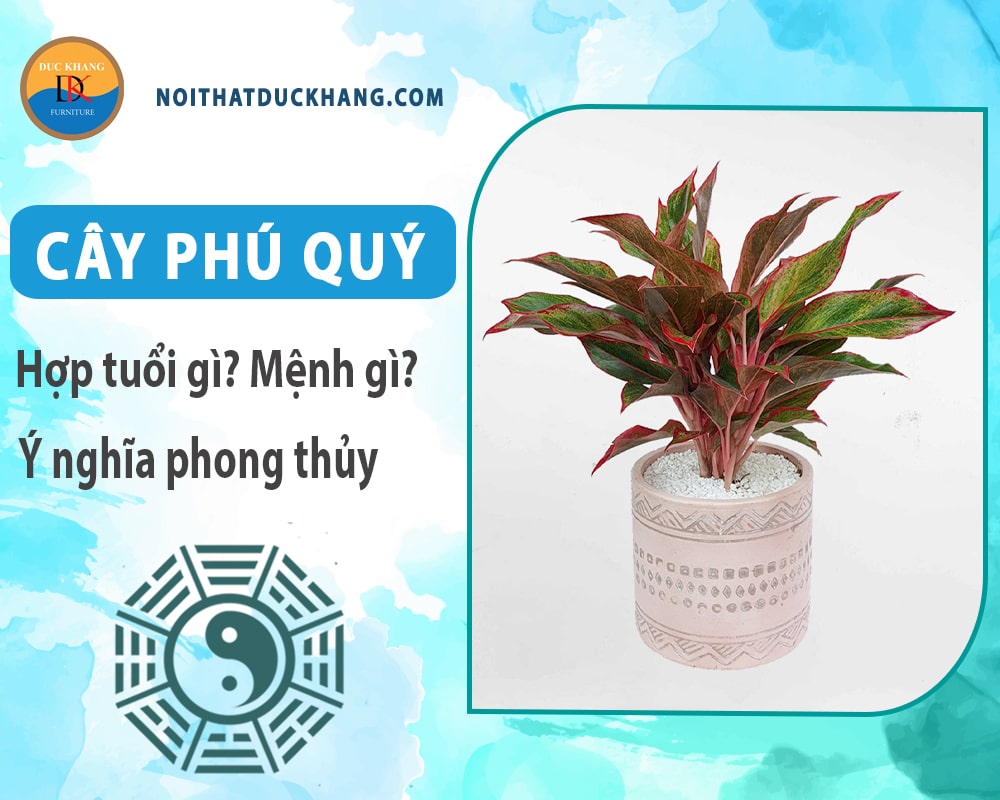 Cây phú quý hợp mệnh gì? Tuổi gì? Ý nghĩa phong thủy
