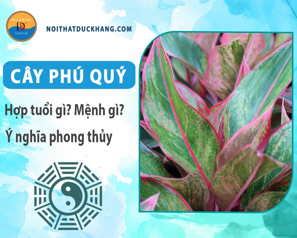 Cây phú quý hợp mệnh gì? Tuổi gì? Ý nghĩa phong thủy