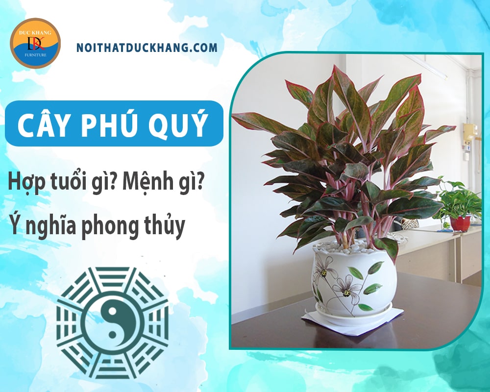 Cây phú quý hợp mệnh gì? Tuổi gì? Ý nghĩa phong thủy