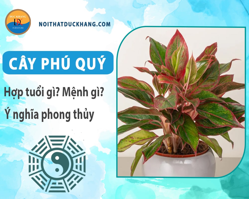 Cây phú quý hợp mệnh gì? Tuổi gì? Ý nghĩa phong thủy