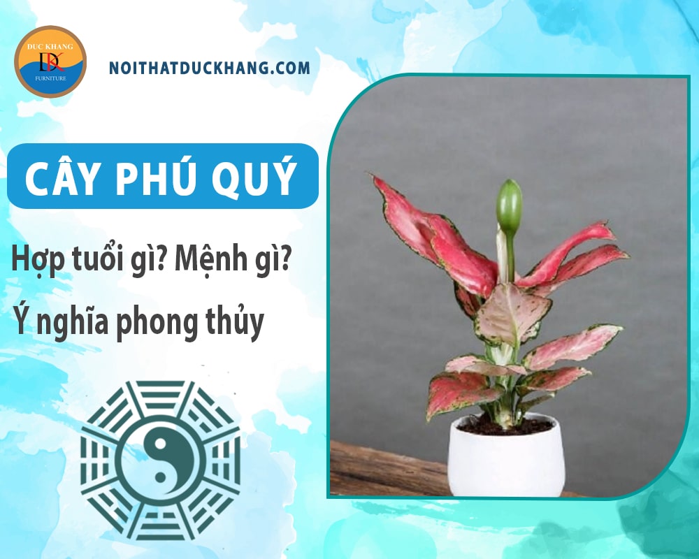 Cây phú quý hợp mệnh gì? Tuổi gì? Ý nghĩa phong thủy