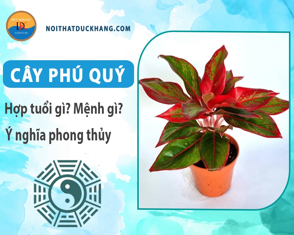 Cây phú quý hợp mệnh gì? Tuổi gì? Ý nghĩa phong thủy