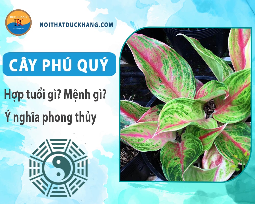 Cây phú quý hợp mệnh gì? Tuổi gì? Ý nghĩa phong thủy