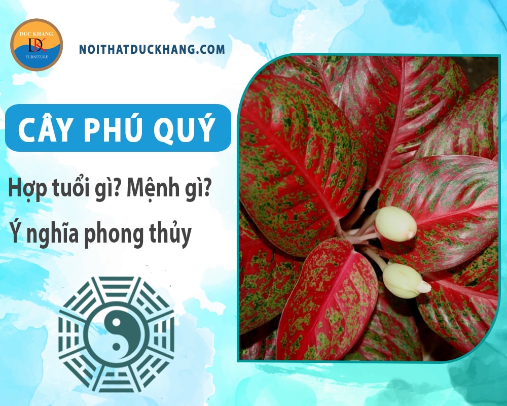 Cây phú quý hợp mệnh gì? Tuổi gì? Ý nghĩa phong thủy