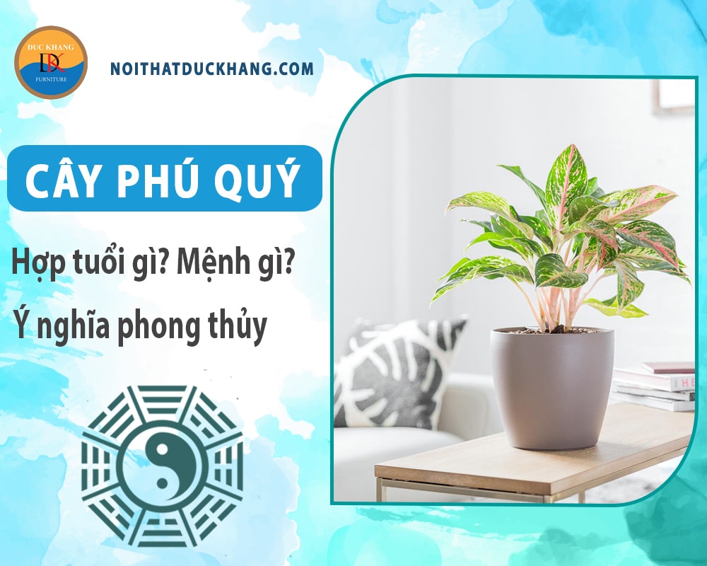 Cây phú quý hợp mệnh gì? Tuổi gì? Ý nghĩa phong thủy