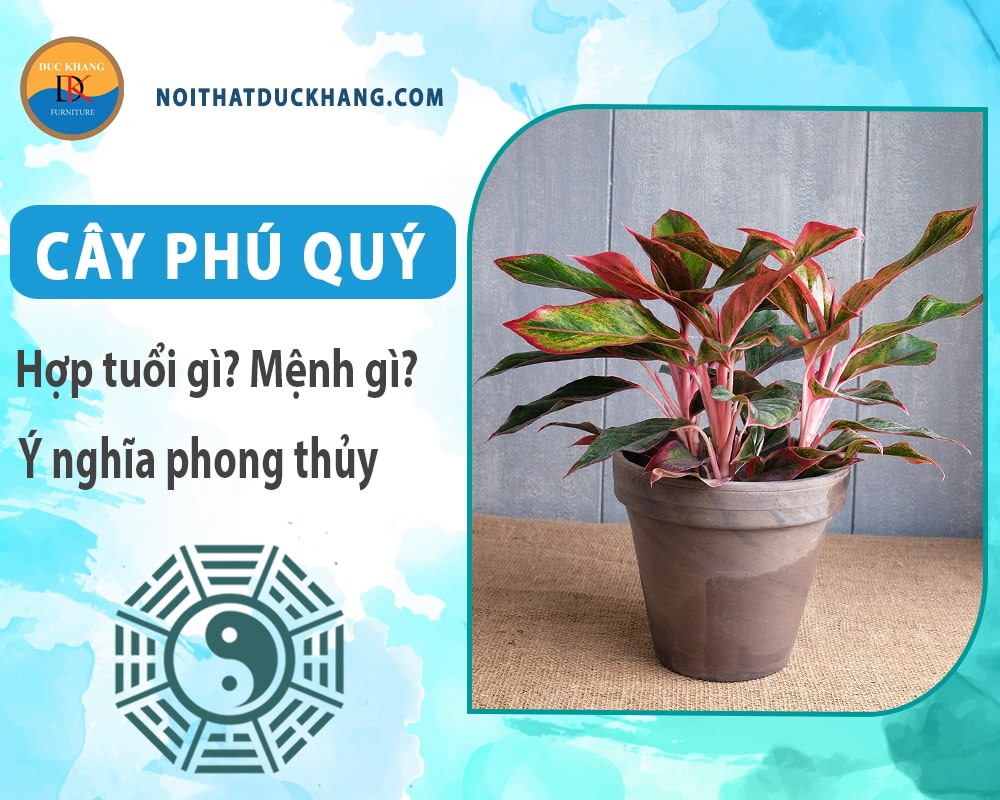Cây phú quý hợp mệnh gì? Tuổi gì? Ý nghĩa phong thủy