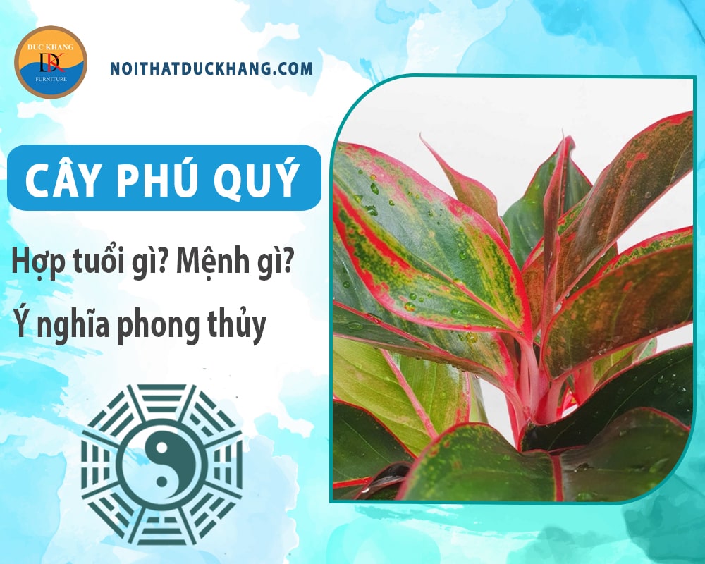 Cây phú quý hợp mệnh gì? Tuổi gì? Ý nghĩa phong thủy