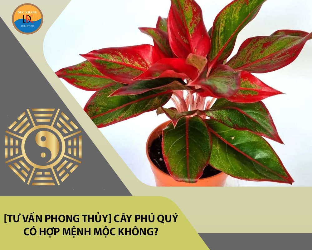 [Tư vấn phong thủy] Cây phú quý có hợp mệnh Mộc không?