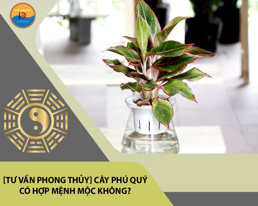 [Tư vấn phong thủy] Cây phú quý có hợp mệnh Mộc không?