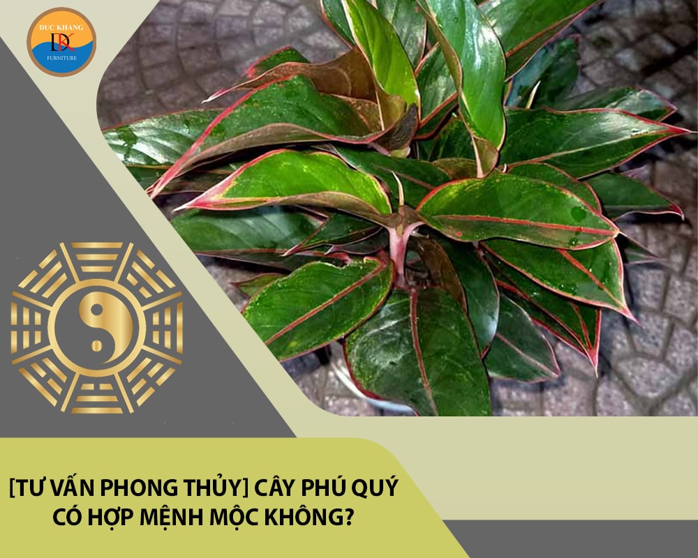 [Tư vấn phong thủy] Cây phú quý có hợp mệnh Mộc không?