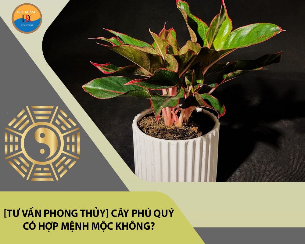 [Tư vấn phong thủy] Cây phú quý có hợp mệnh Mộc không?