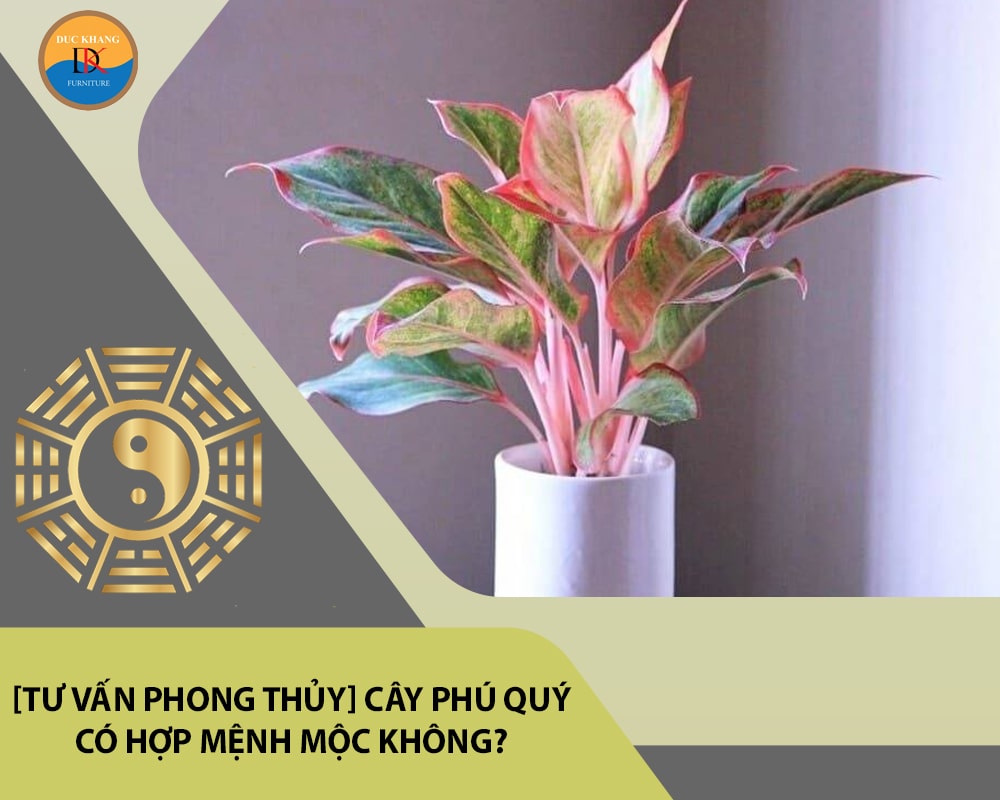 [Tư vấn phong thủy] Cây phú quý có hợp mệnh Mộc không?