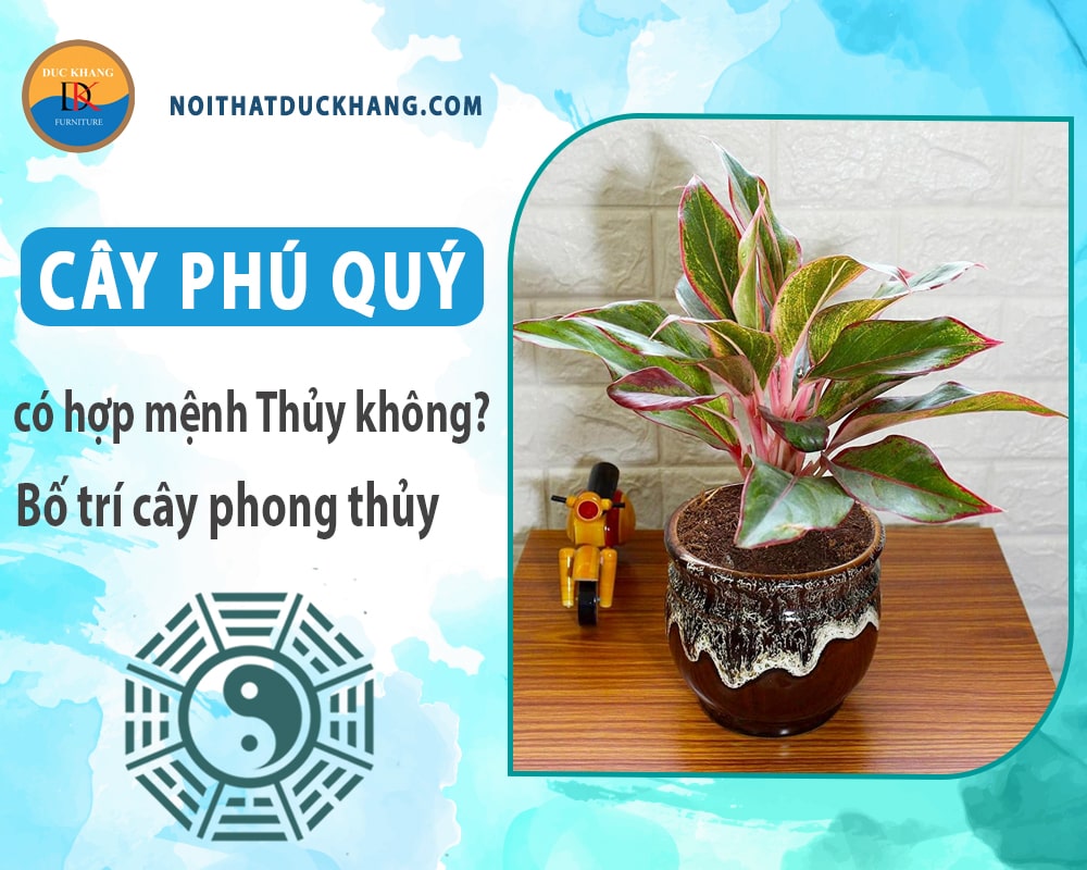 Cây phú quý có hợp mệnh Thủy không? Bố trí cây phong thủy