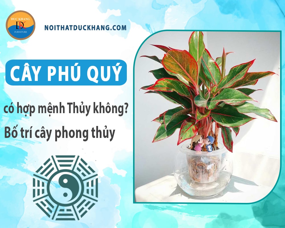 Cây phú quý có hợp mệnh Thủy không? Bố trí cây phong thủy