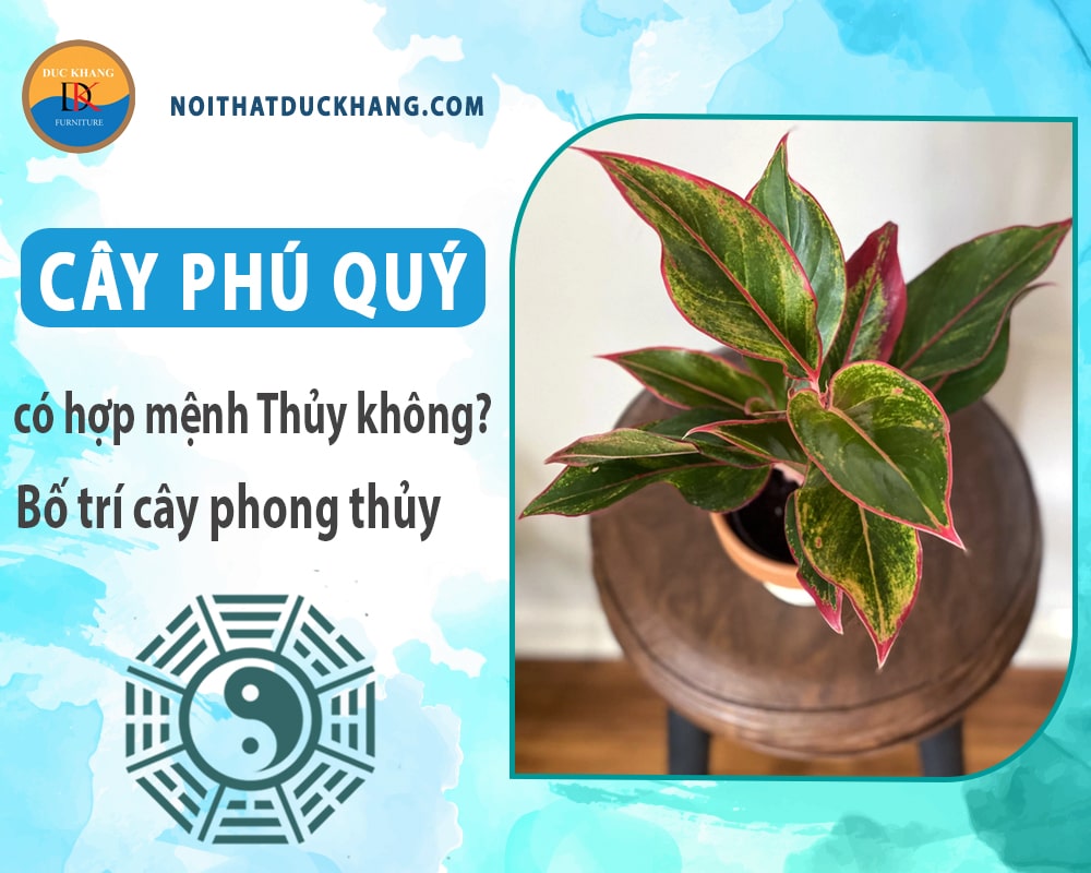 Cây phú quý có hợp mệnh Thủy không? Bố trí cây phong thủy