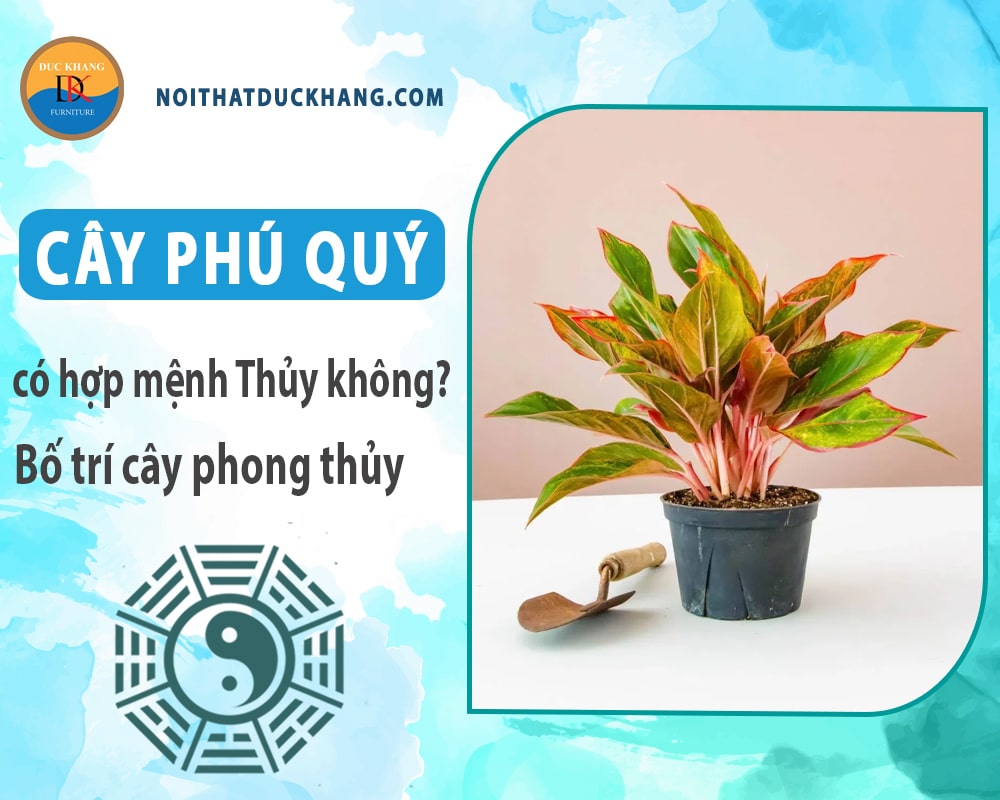 Cây phú quý có hợp mệnh Thủy không? Bố trí cây phong thủy