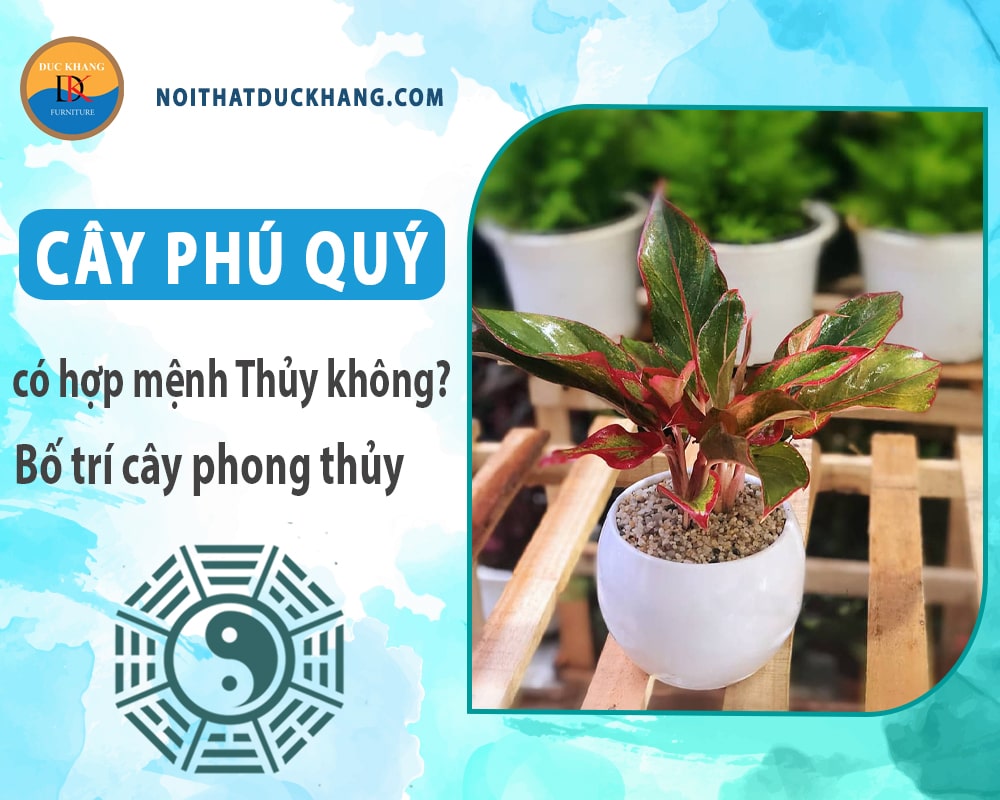 Cây phú quý có hợp mệnh Thủy không? Bố trí cây phong thủy