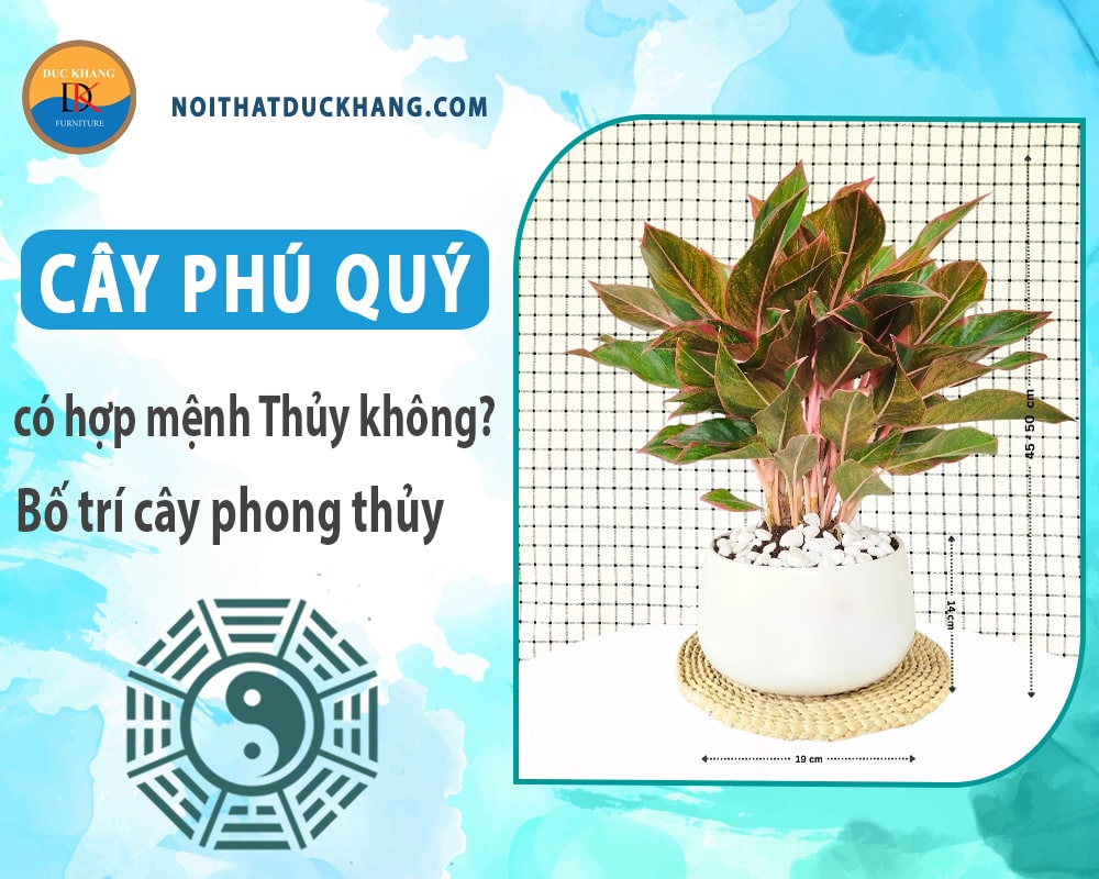 Cây phú quý có hợp mệnh Thủy không? Bố trí cây phong thủy