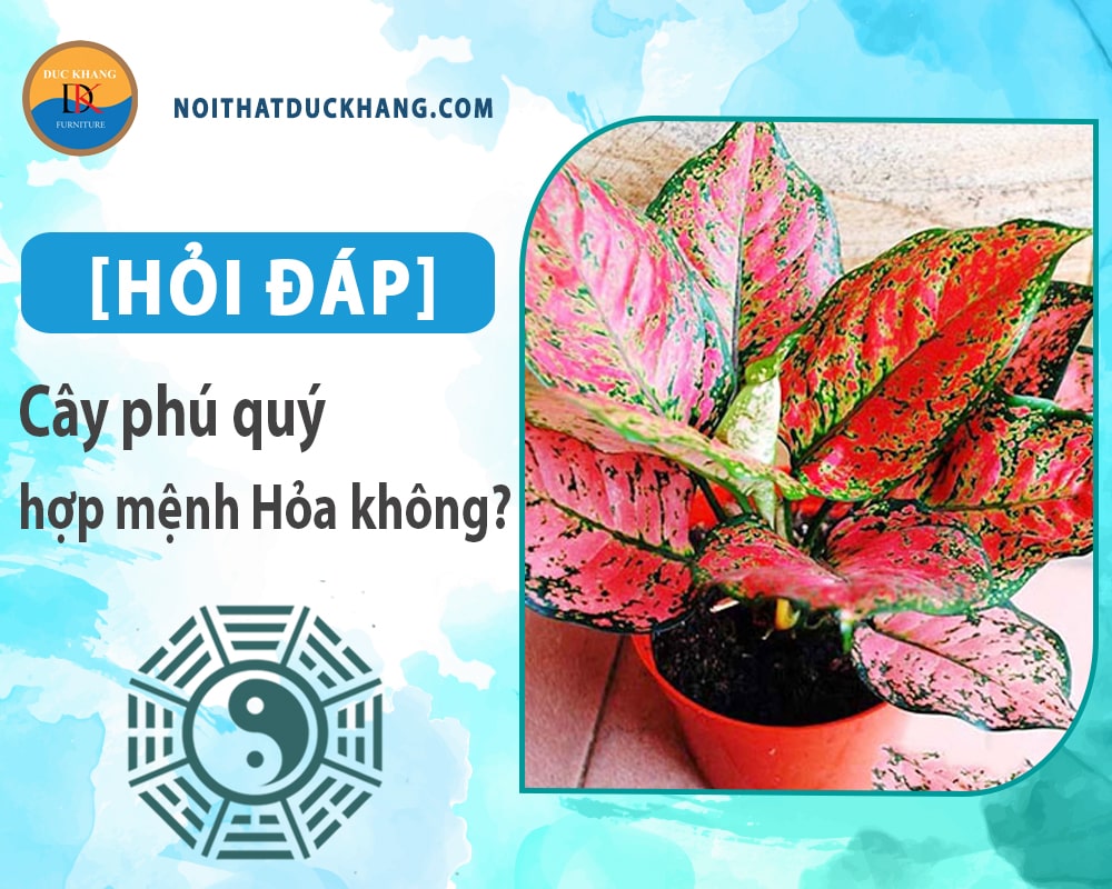 [Hỏi đáp] Cây phú quý hợp mệnh Hỏa không? Cách bố trí như nào?