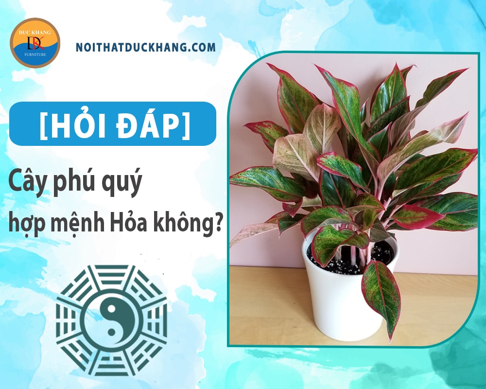 [Hỏi đáp] Cây phú quý hợp mệnh Hỏa không? Cách bố trí như nào?