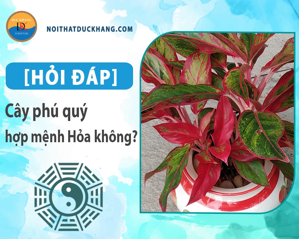 [Hỏi đáp] Cây phú quý hợp mệnh Hỏa không? Cách bố trí như nào?