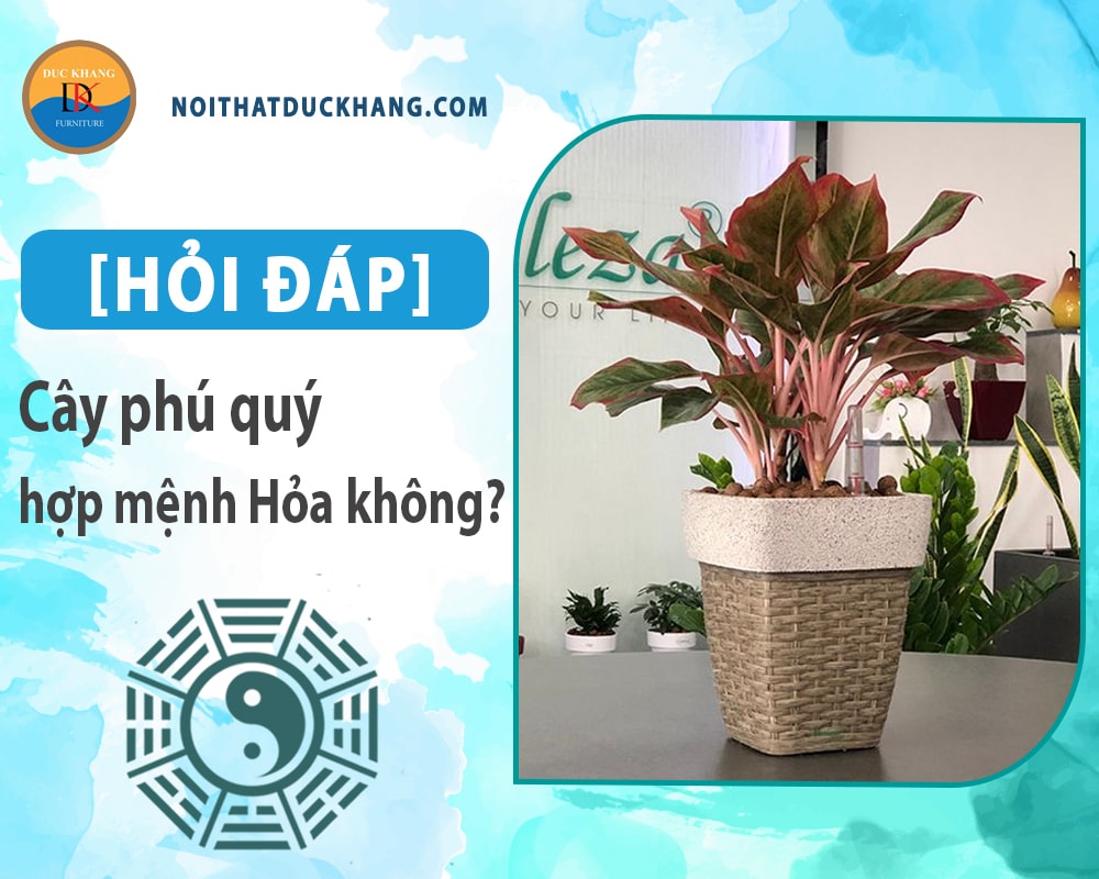 [Hỏi đáp] Cây phú quý hợp mệnh Hỏa không? Cách bố trí như nào?