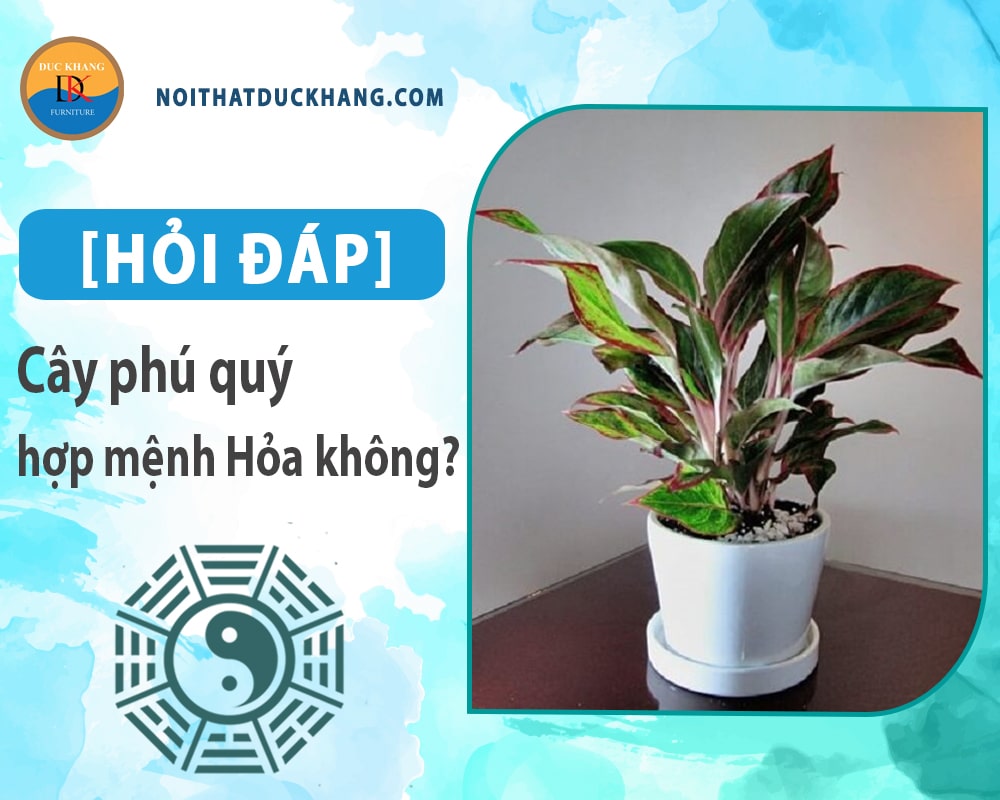 [Hỏi đáp] Cây phú quý hợp mệnh Hỏa không? Cách bố trí như nào?