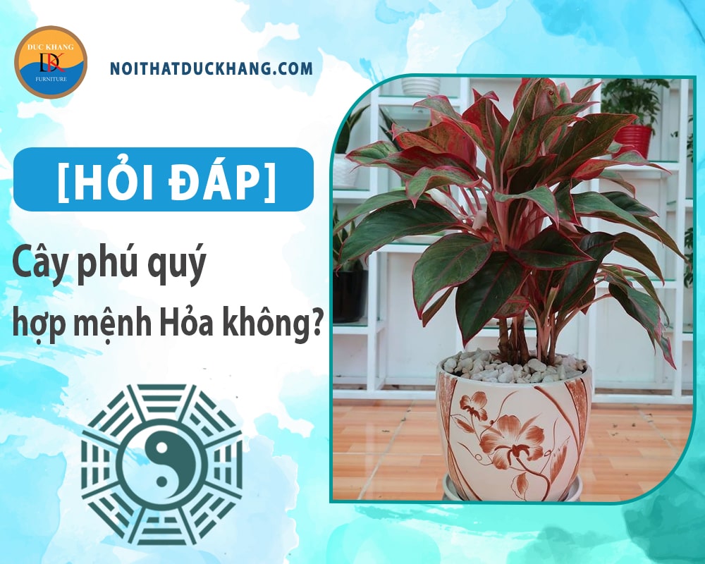 [Hỏi đáp] Cây phú quý hợp mệnh Hỏa không? Cách bố trí như nào?