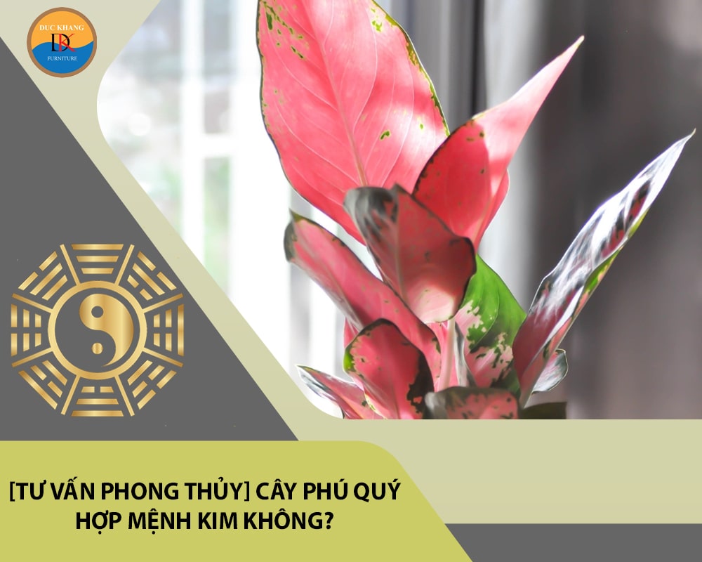 [Tư vấn phong thủy] Cây phú quý hợp mệnh Kim không?