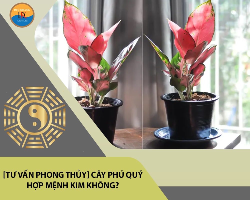 [Tư vấn phong thủy] Cây phú quý hợp mệnh Kim không?