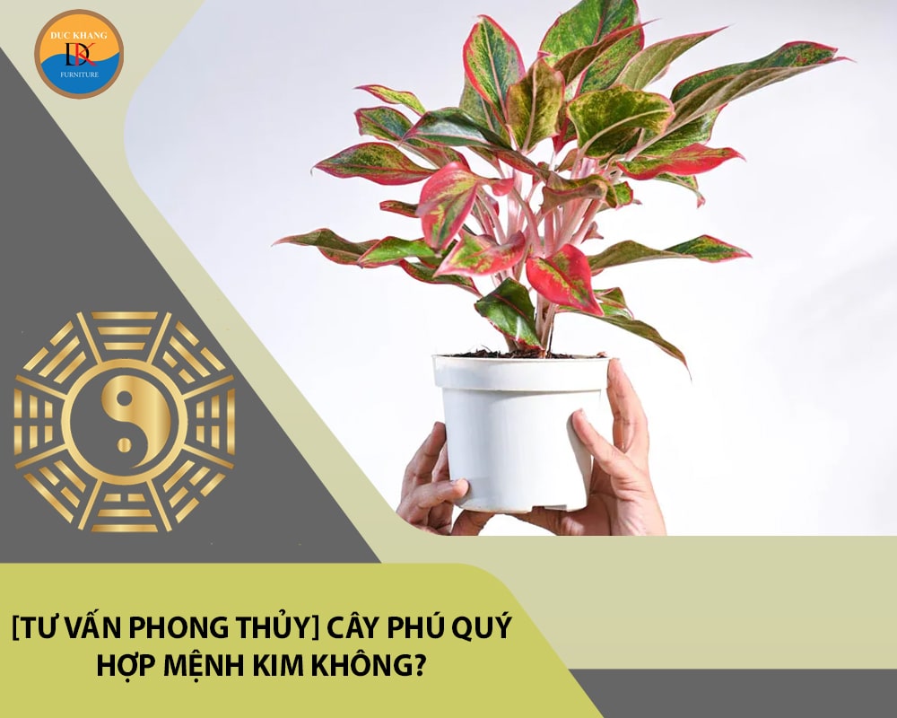 [Tư vấn phong thủy] Cây phú quý hợp mệnh Kim không?