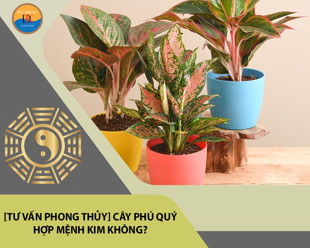 [Tư vấn phong thủy] Cây phú quý hợp mệnh Kim không?