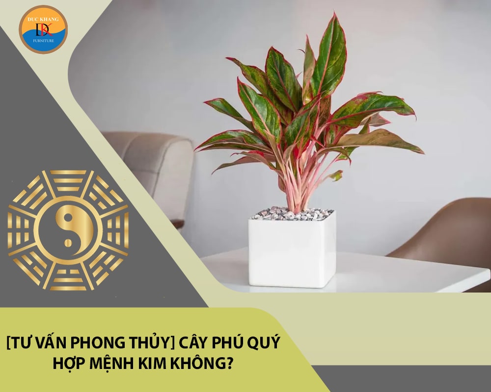 [Tư vấn phong thủy] Cây phú quý hợp mệnh Kim không?