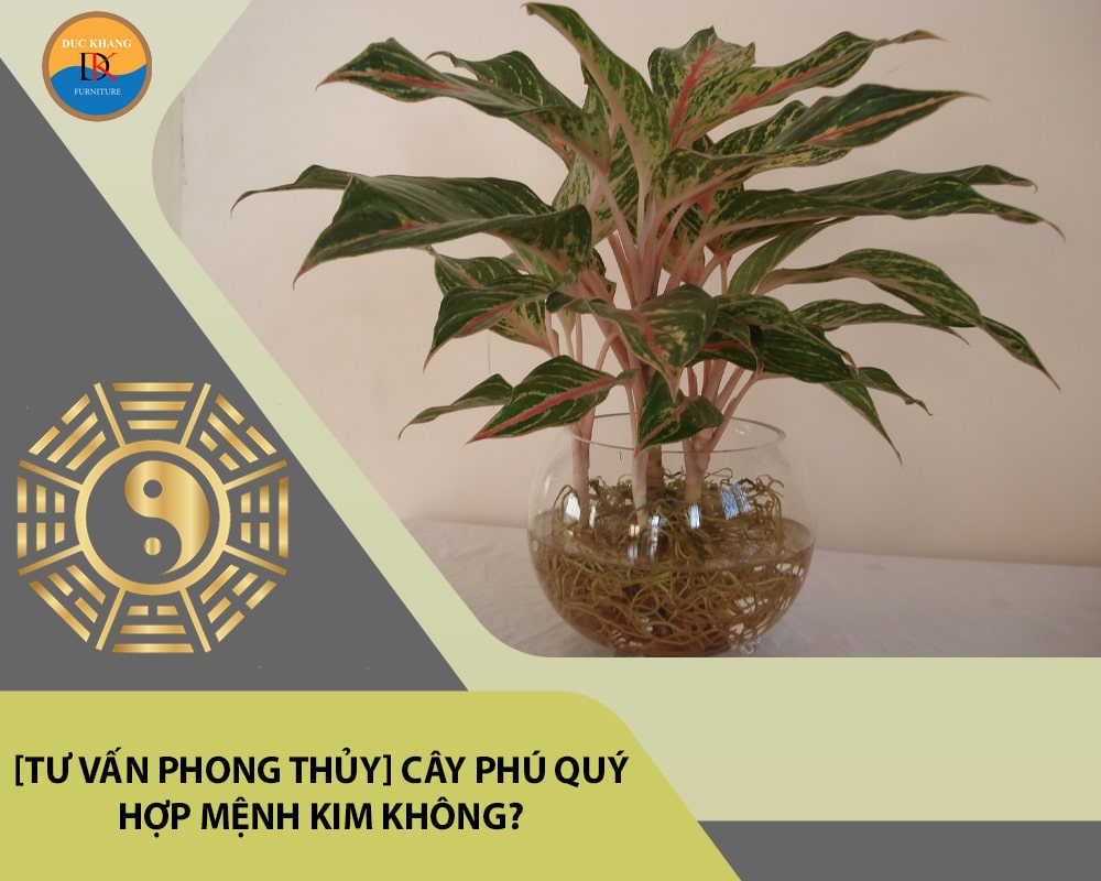 [Tư vấn phong thủy] Cây phú quý hợp mệnh Kim không?
