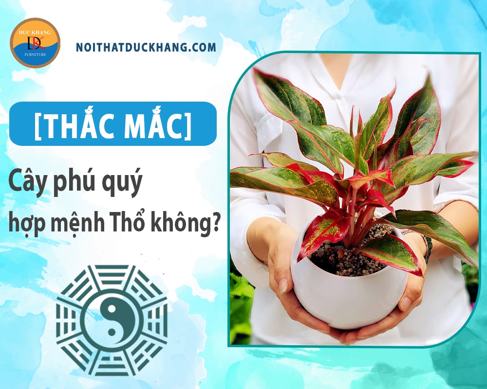 [Thắc mắc] Cây phú quý hợp mệnh Thổ không?