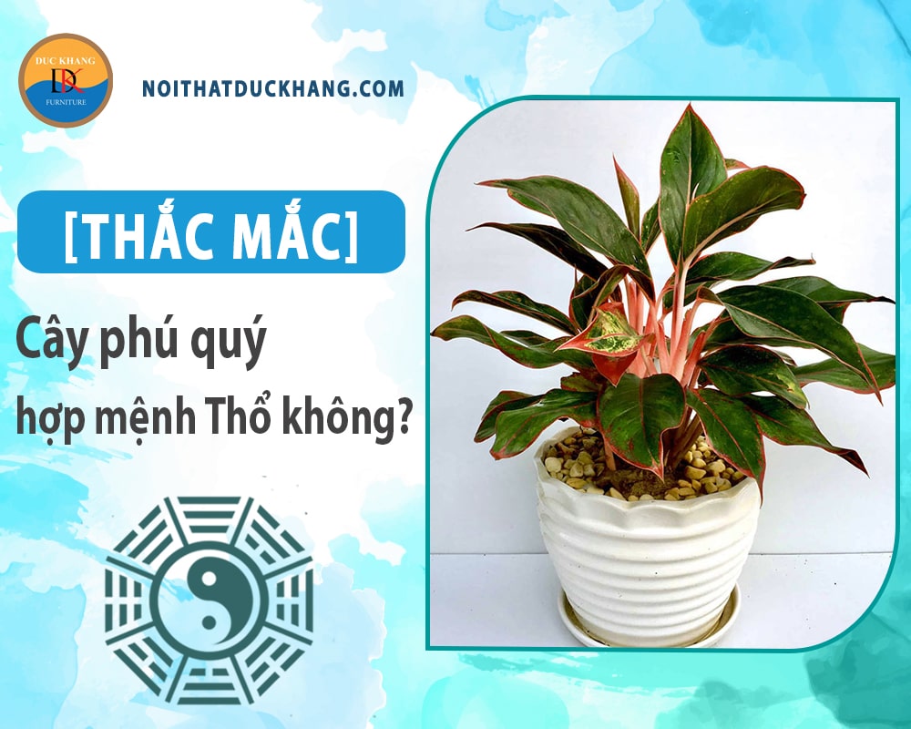 [Thắc mắc] Cây phú quý hợp mệnh Thổ không?