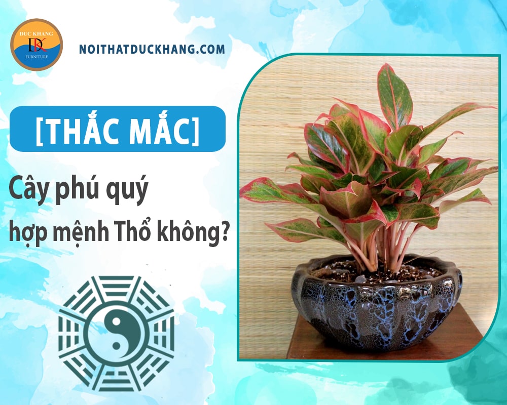 [Thắc mắc] Cây phú quý hợp mệnh Thổ không?