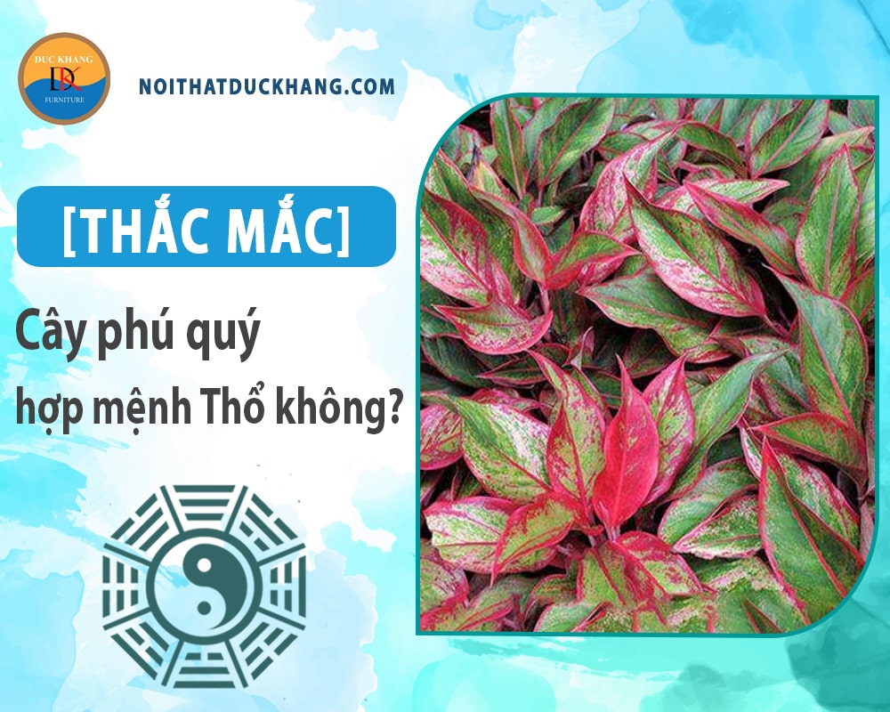 [Thắc mắc] Cây phú quý hợp mệnh Thổ không?
