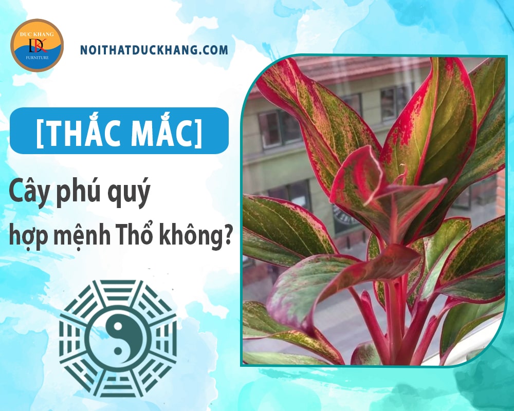 [Thắc mắc] Cây phú quý hợp mệnh Thổ không?