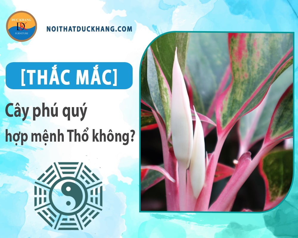 [Thắc mắc] Cây phú quý hợp mệnh Thổ không?