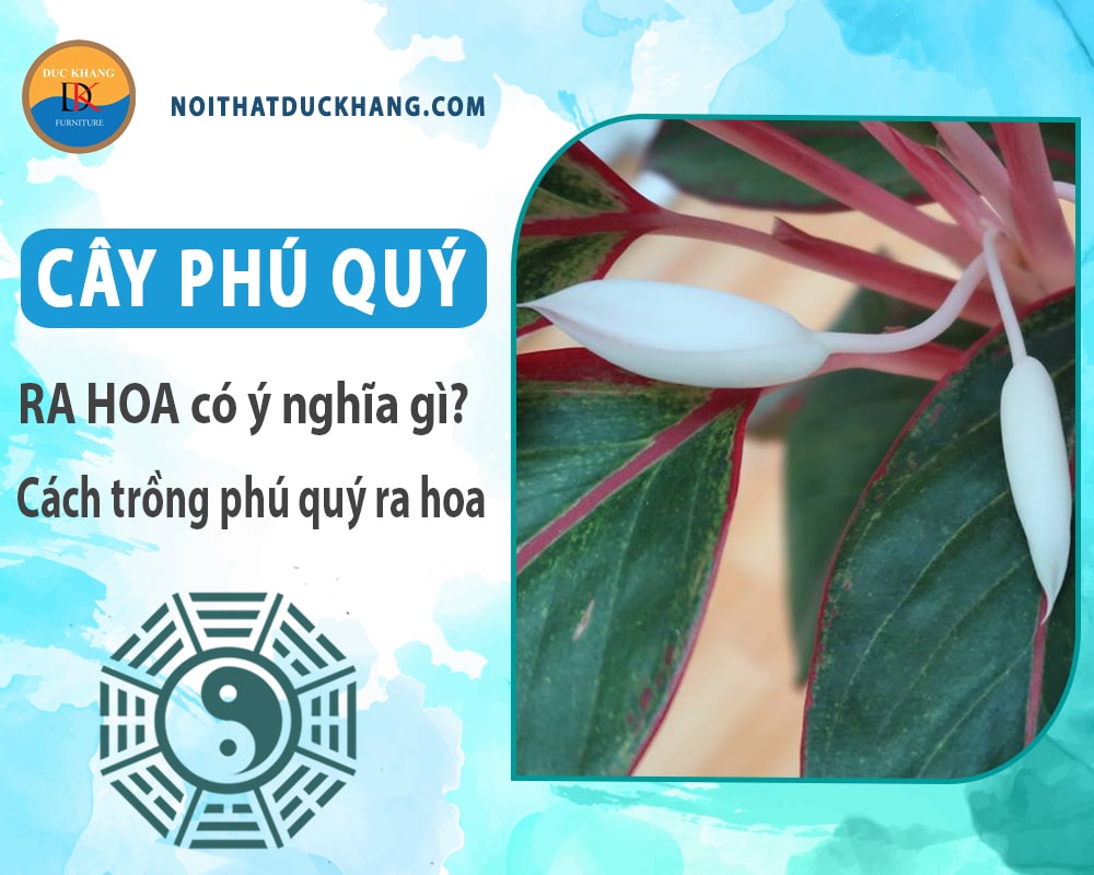 Cây phú quý ra hoa có ý nghĩa gì? Cách trồng phú quý ra hoa