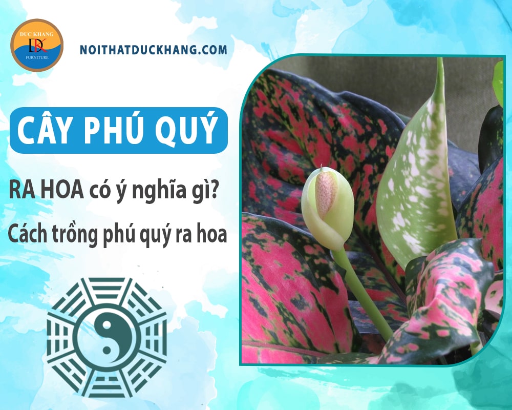 Cây phú quý ra hoa có ý nghĩa gì? Cách trồng phú quý ra hoa