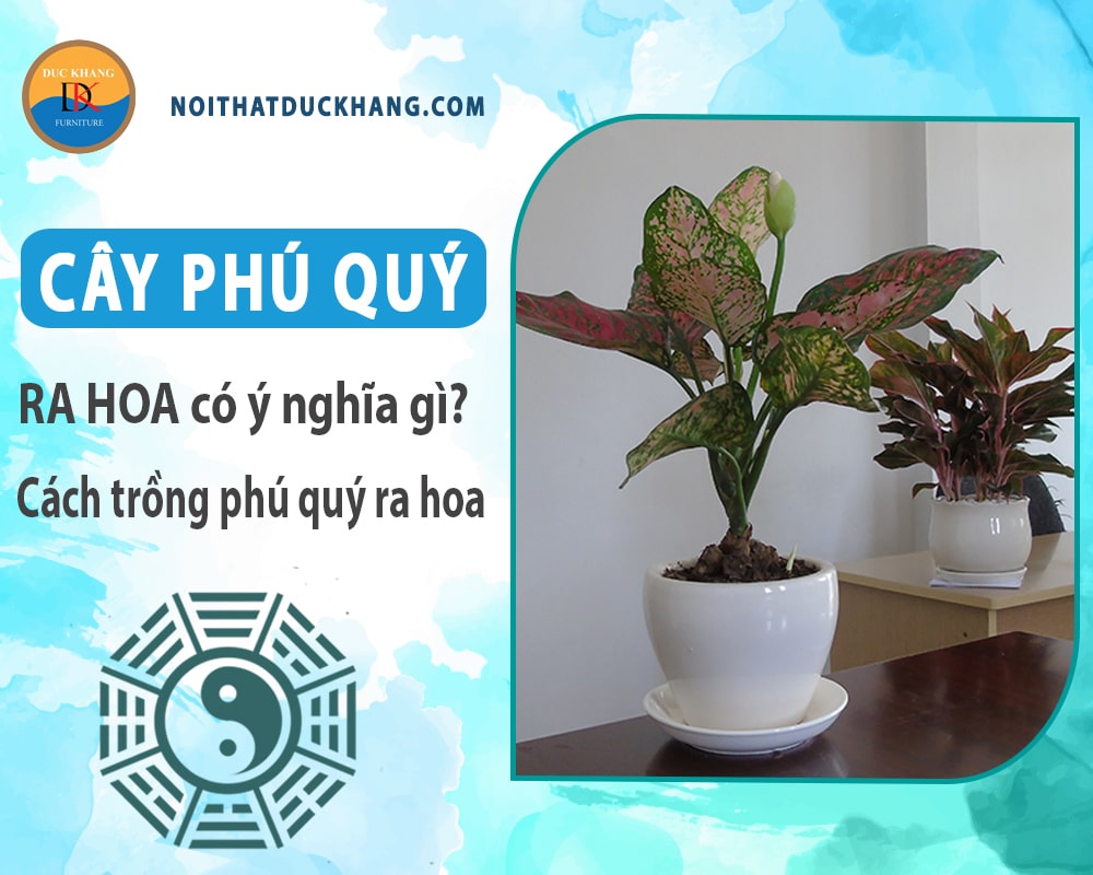 Cây phú quý ra hoa có ý nghĩa gì? Cách trồng phú quý ra hoa