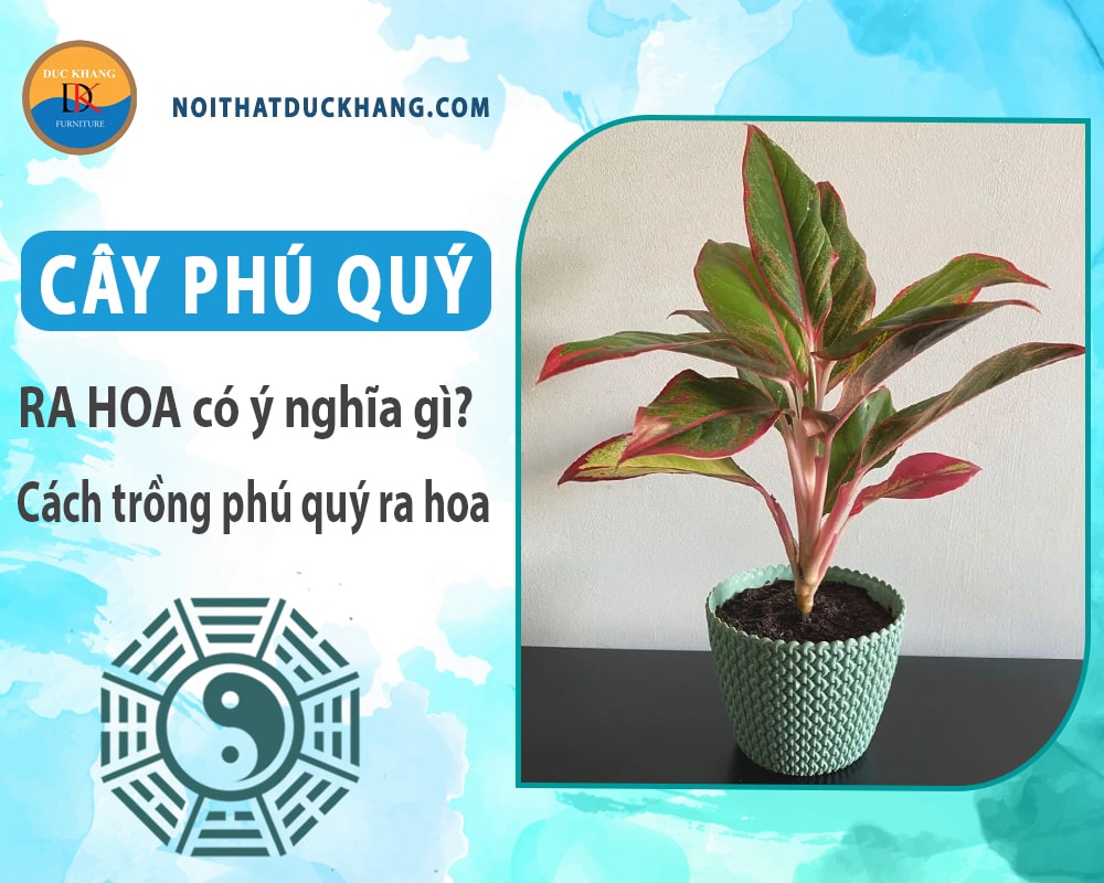 Cây phú quý ra hoa có ý nghĩa gì? Cách trồng phú quý ra hoa