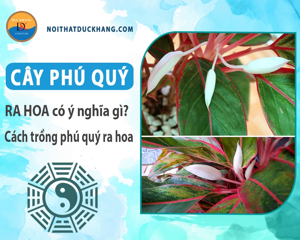 Cây phú quý ra hoa có ý nghĩa gì? Cách trồng phú quý ra hoa