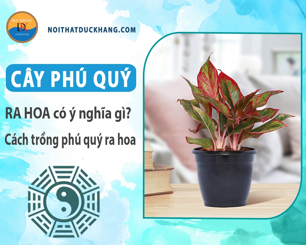 Cây phú quý ra hoa có ý nghĩa gì? Cách trồng phú quý ra hoa