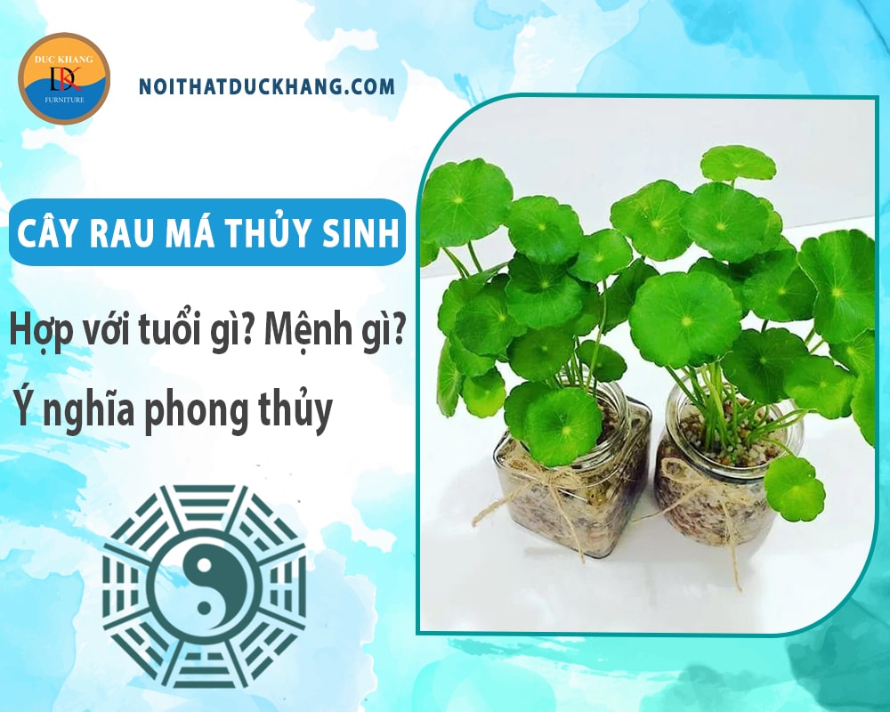 Cây rau má thủy sinh hợp với tuổi gì? Mệnh gì? Ý nghĩa phong thủy