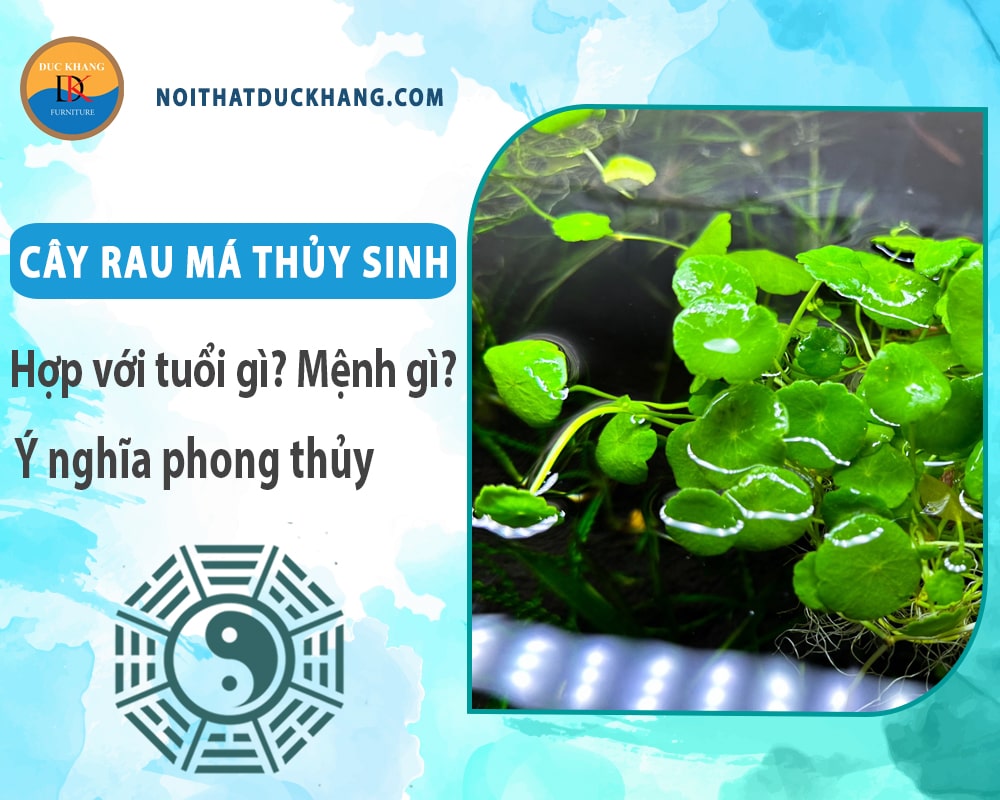 Cây rau má thủy sinh hợp với tuổi gì? Mệnh gì? Ý nghĩa phong thủy